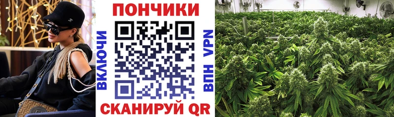 Шишки марихуана VHQ shop телеграм Правдинск